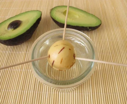 How to grow avocado seeds